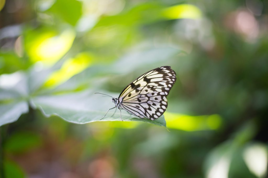 Imagen de mariposa